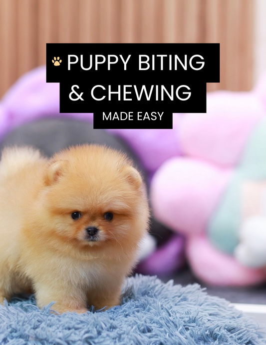🐾 Puppy Biting & Chewing Made Easy Guide