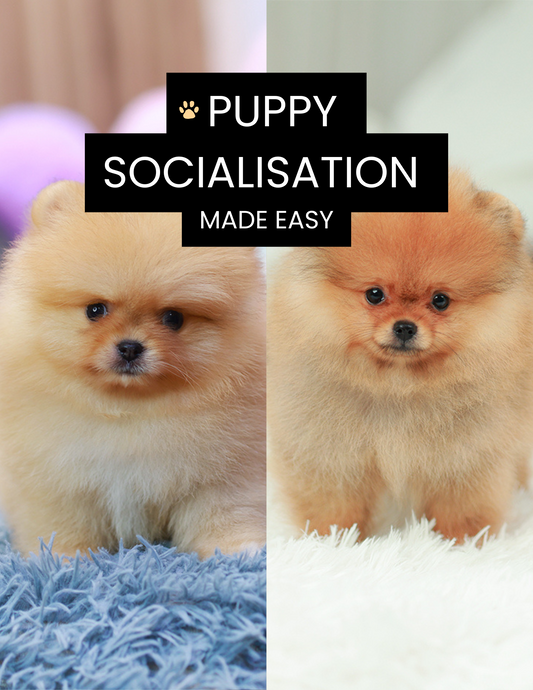 Puppy Socialisation Made Easy Guide